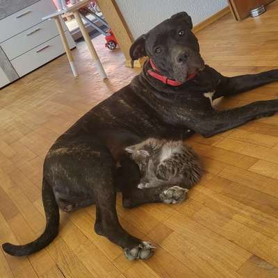 Hundetreffen-Hundetreffen in Mering-Bild