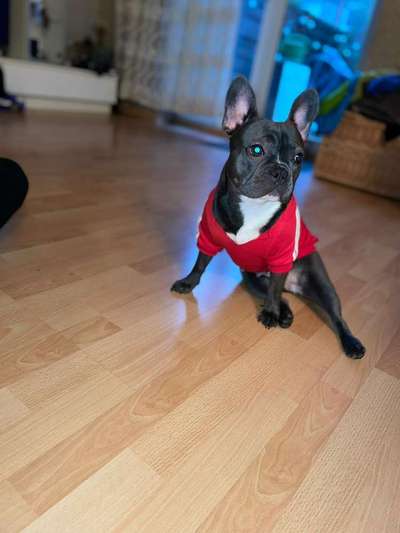 Französische Bulldoggen-Beitrag-Bild