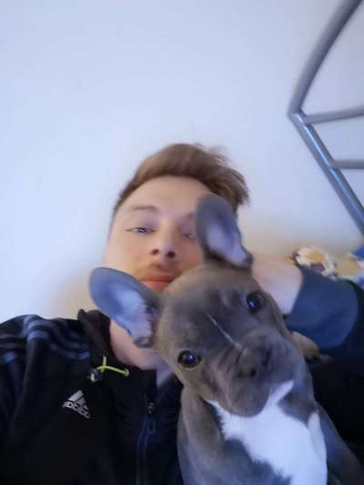 Französische Bulldoggen-Beitrag-Bild