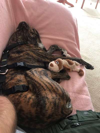 Hundetreffen-Windhund/Galgo-Treffen-Bild