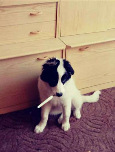 Welpen Bilder !-Beitrag-Bild