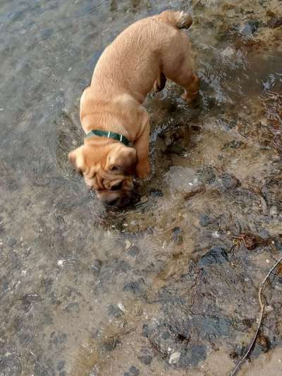 Dogorama-Monats-Challenge-Mai "Wasser"-Beitrag-Bild