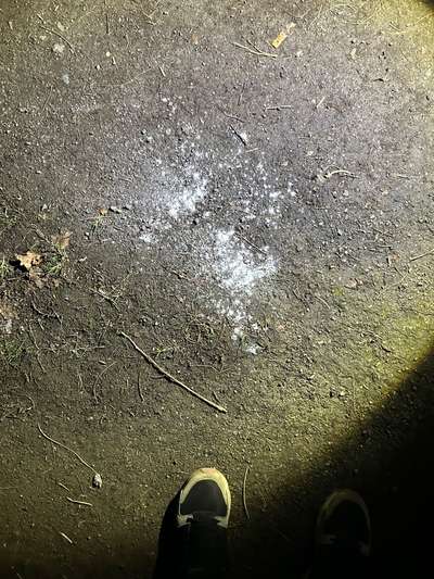 Giftköder-Weißes Pulver verteilt im Wald-Bild