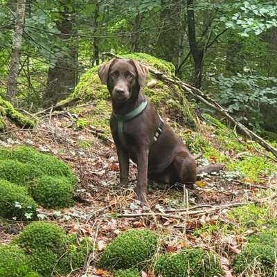 Hundetreffen-Spiel / Gassi-Bild