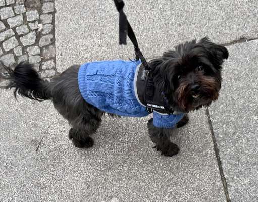 Chinese Crested (Chinesischer Schopfhund)-Beitrag-Bild