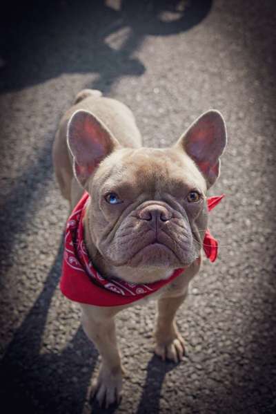 Französische Bulldoggen-Beitrag-Bild