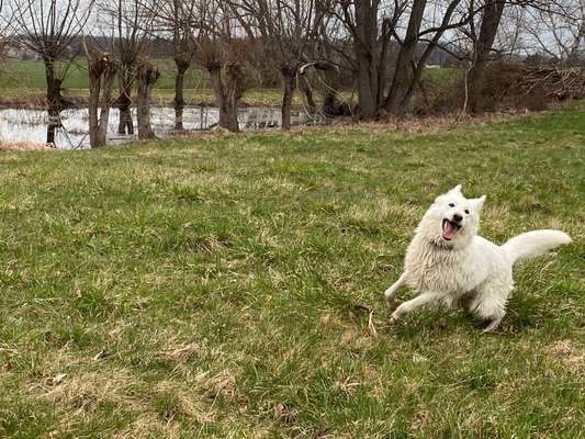 Seltene Rassen!-Beitrag-Bild