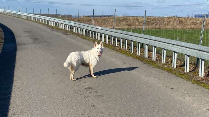 Weißer Schweizer Schäferhund-Beitrag-Bild