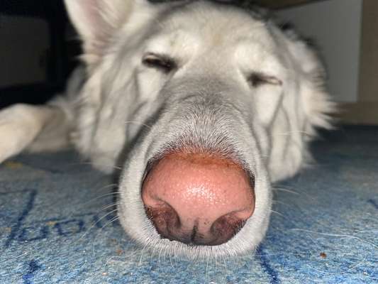 Zeigt mir die tollste Nahaufnahme von eurer Fellnase-Beitrag-Bild