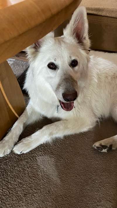 Welpen Bilder !-Beitrag-Bild