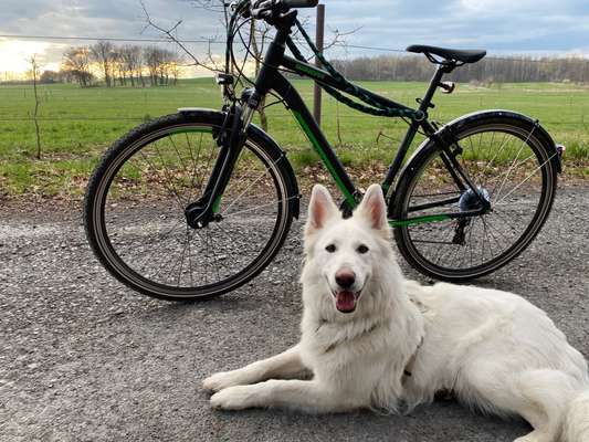 Radfahren mit Hund-Beitrag-Bild
