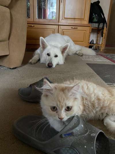 Hund und Katz Momente-Beitrag-Bild