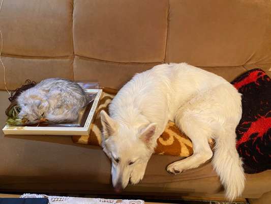 Hund und Katz Momente-Beitrag-Bild