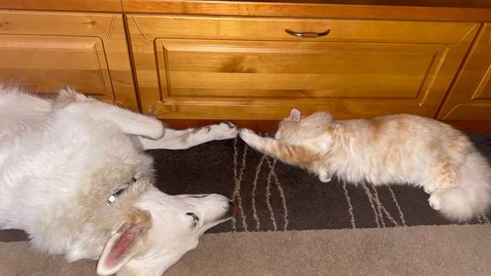 Hund und Katz Momente-Beitrag-Bild