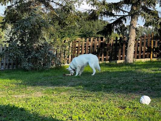 Weißer Schweizer Schäferhund-Beitrag-Bild