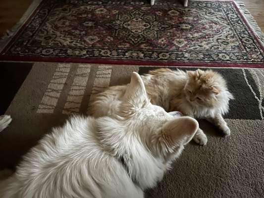 Hund und Katz Momente-Beitrag-Bild