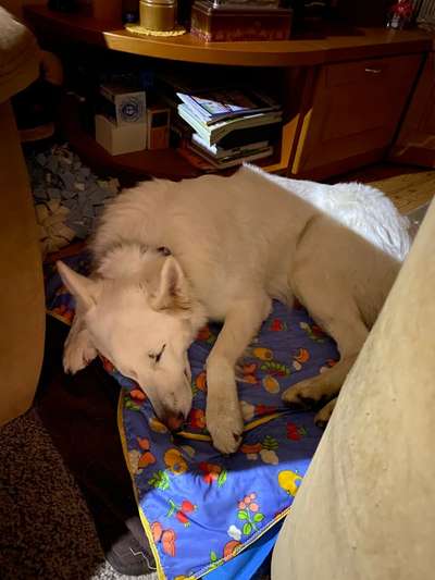 Weißer Schweizer Schäferhund-Beitrag-Bild