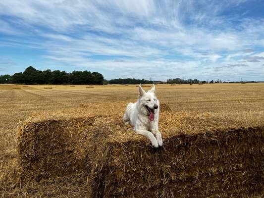 Weißer Schweizer Schäferhund-Beitrag-Bild