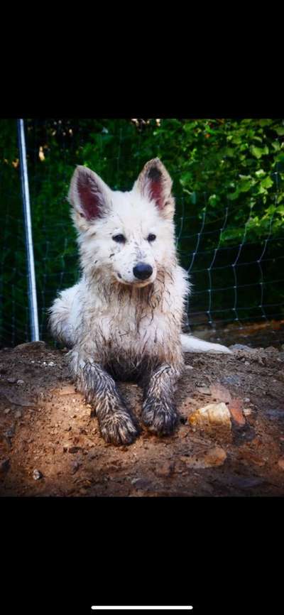 Welpen Bilder !-Beitrag-Bild