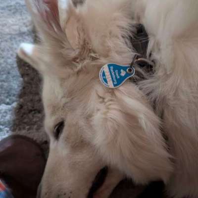 🐶💸 Hundesteuer steigt vielerorts – ist das gerechtfertigt?!-Beitrag-Bild