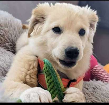 Welpen Bilder !-Beitrag-Bild