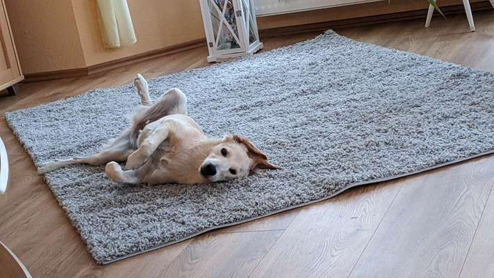 Dogorama Photo Challenge - Hündchen streckt dich-Beitrag-Bild