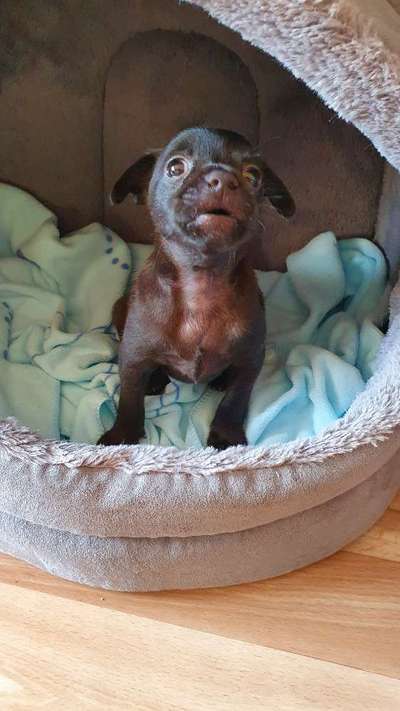 Welpen Bilder !-Beitrag-Bild