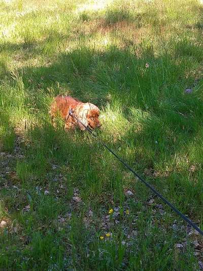 Die Dogorama Wochen Challenge-Beitrag-Bild