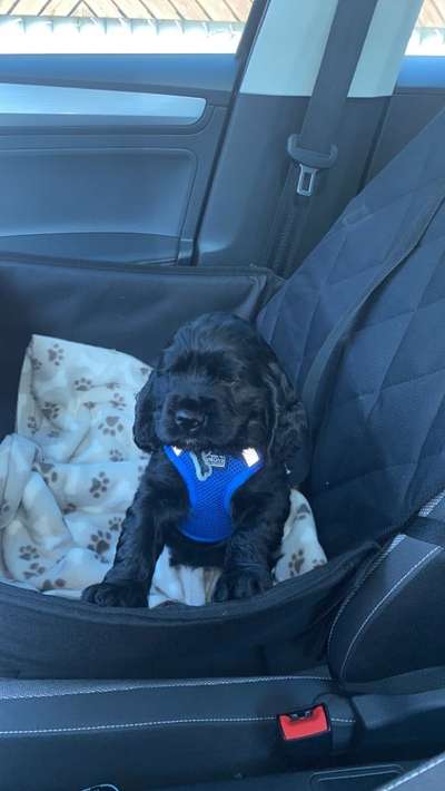 Cocker Spaniel-Beitrag-Bild