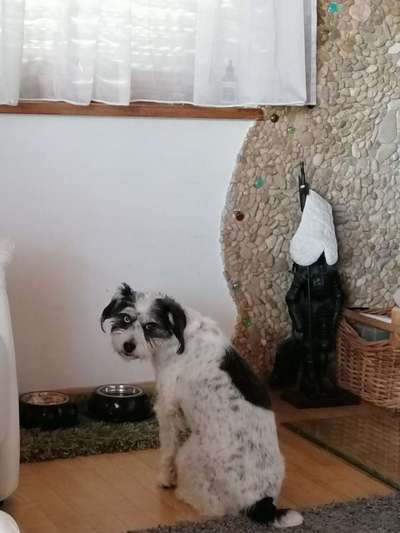 Hunde aus Griechenland-Beitrag-Bild