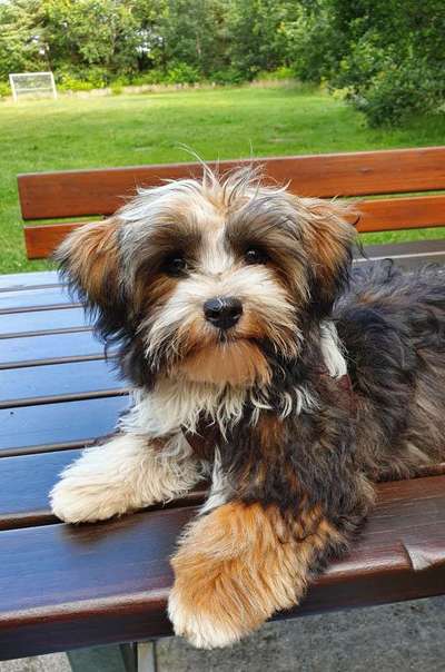 Havaneser dabei?:)-Beitrag-Bild