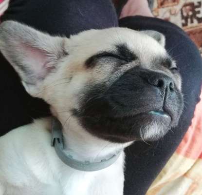 Mischlingshunde Foto Aufruf-Beitrag-Bild