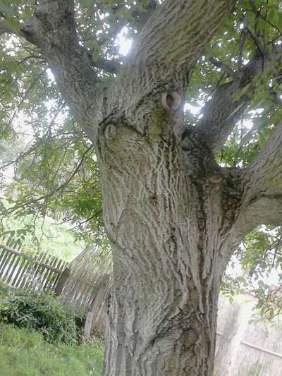 Bäume mit Gesicht-Beitrag-Bild