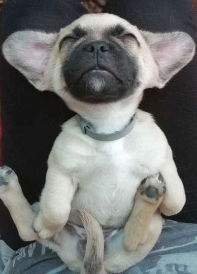 Mischlingshunde Foto Aufruf-Beitrag-Bild