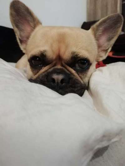 Mischlingshunde Foto Aufruf-Beitrag-Bild