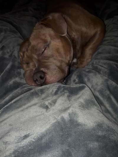 eure Spitznamen für die Vierbeiner-Beitrag-Bild