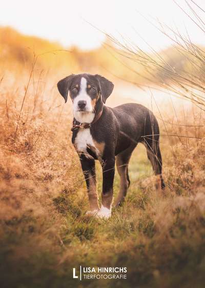 Appenzeller Sennenhunde-Beitrag-Bild