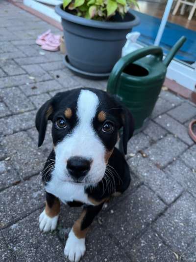 Appenzeller Sennenhunde-Beitrag-Bild