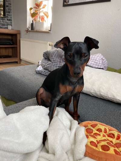 Wo sind die Zwergpinscher?-Beitrag-Bild