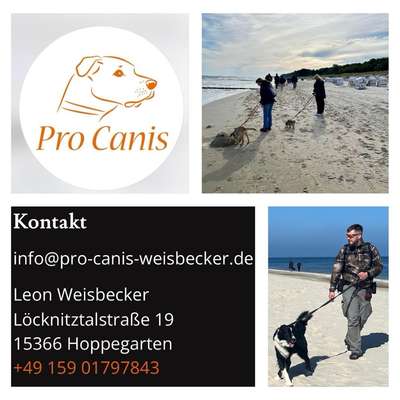 Hundeschulen-Pro Canis-Bild