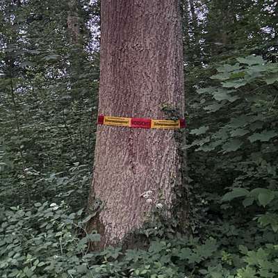 Giftköder-Eichenprozessionsspinner-Bild