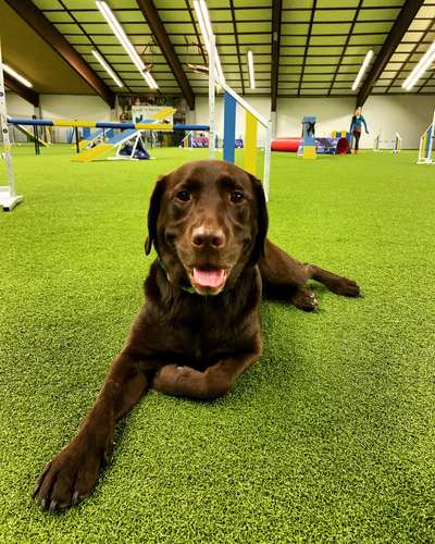 Hundetreffen-Agilityhalle in Vöhringen-Bild