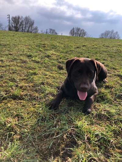 Labradorfans-Beitrag-Bild