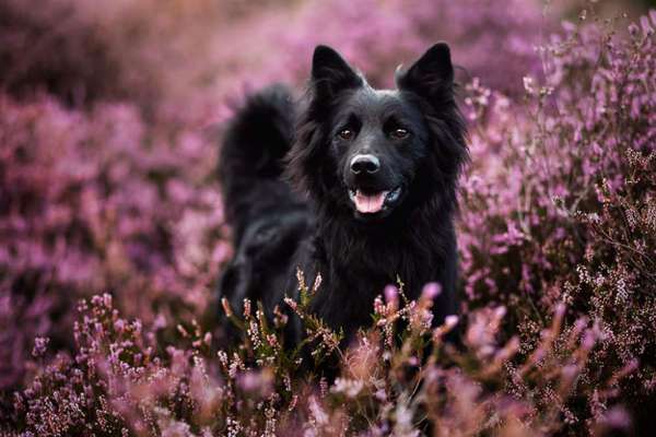Mischlingshunde Foto Aufruf-Beitrag-Bild