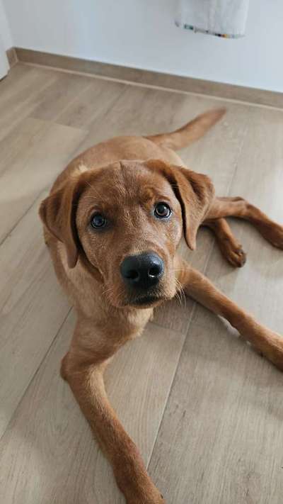 Hundetreffen-Treffen mit anderen Hunden für Hundekontakt in Lingen-Bild