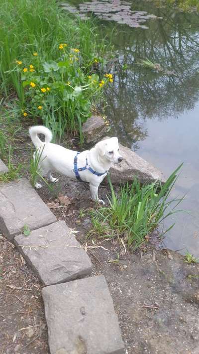 Dogorama-Monats-Challenge-Mai "Wasser"-Beitrag-Bild