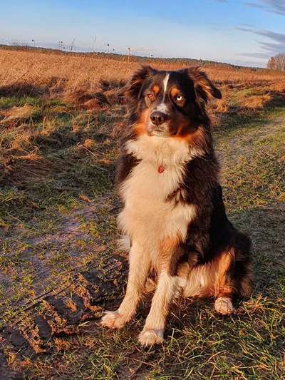 Hundetreffen-Hundebegegnung üben-Bild