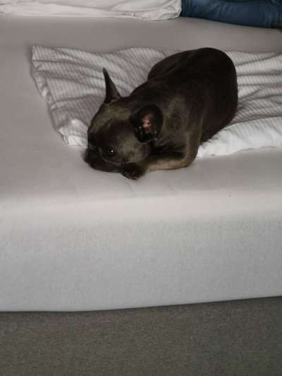 TierschutzhundeStammtisch🐕-Beitrag-Bild