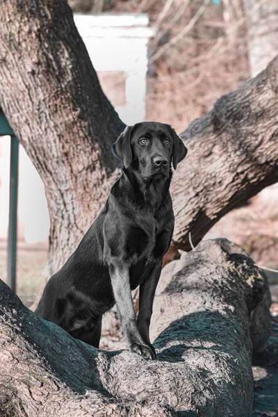 Dogorama Photo Challenge - Der Frühling kommt-Beitrag-Bild