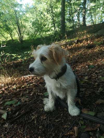 Hundetreffen-Gemeinsame Spaziergänge/Spiel und Spaß-Bild